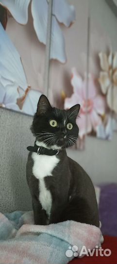 Стрижка кошек с выездом на дом