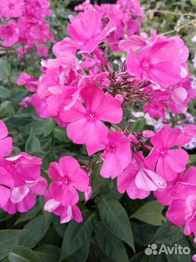 Хризантемы, ромашки, флоксы