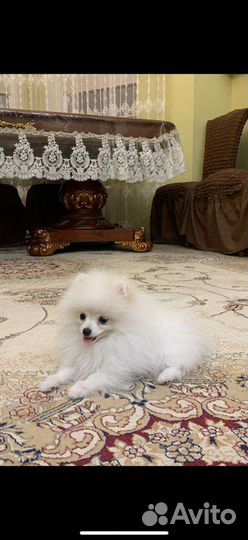 Померанский шпиц мини