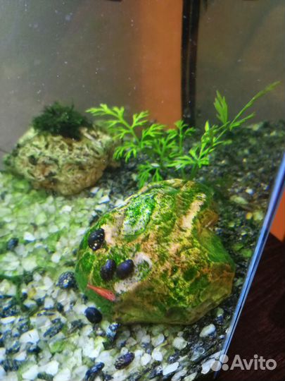 Улитки Теодоксус, Ампулярия