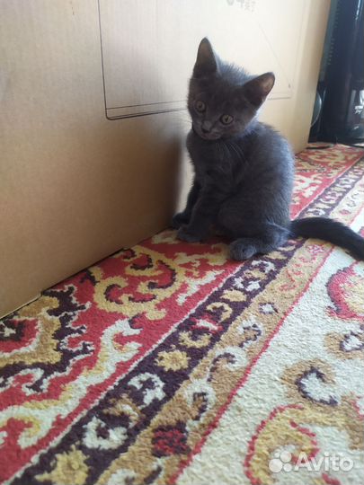 Отдам в добрые руки котят