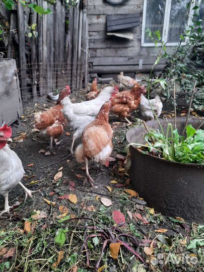 Куры несушки