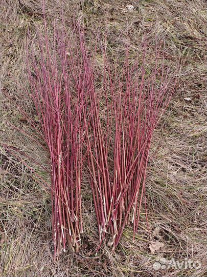 Декоративные ветки красный дерн