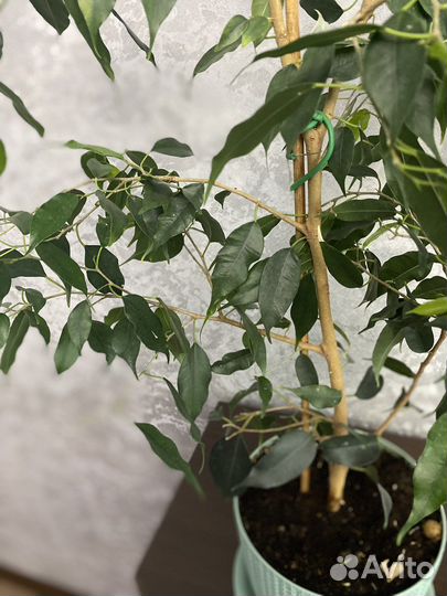 Фикус бенджамина