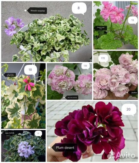 Ампельная пеларгония (герань)