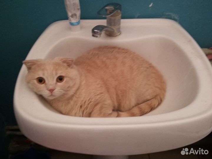 Вязка С котом шотландцем