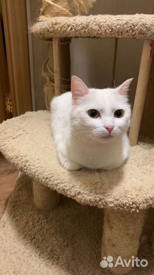 Турецкая ангора