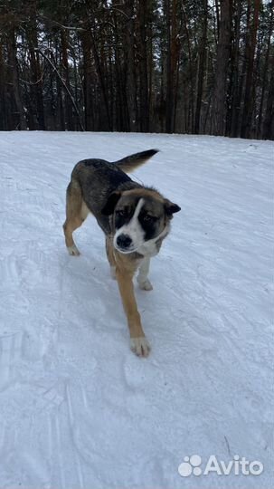 Собака девочка в добрые руки