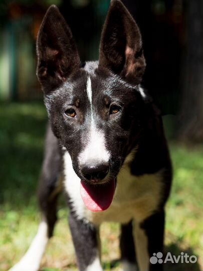 Собака в добрые руки щенок
