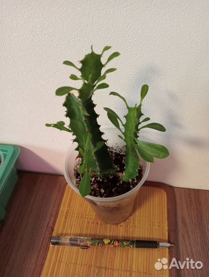 Комнатные растения разные