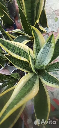 Сансивиерии разные сорта