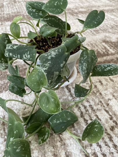 Эпипремнум, сциндапсус, сингониум