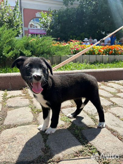 Три щеночка девочки брюнеточки 2,5 месяца стерилиз