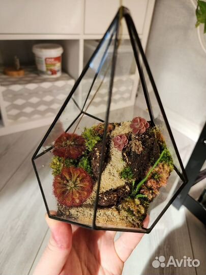 Флорариум из хищных растений - росянки жирянки мох