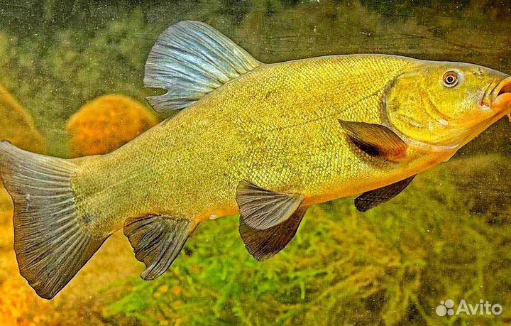 Линь - доктор для пруда. Зарыбление пруда