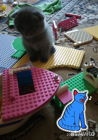 Вислоухие котята