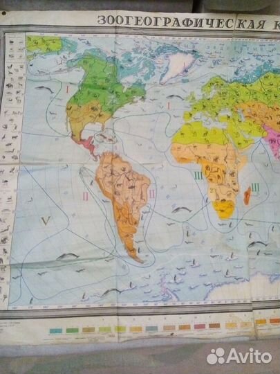 Зоогеографическая карта мира