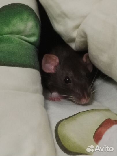 Крыса дамбо