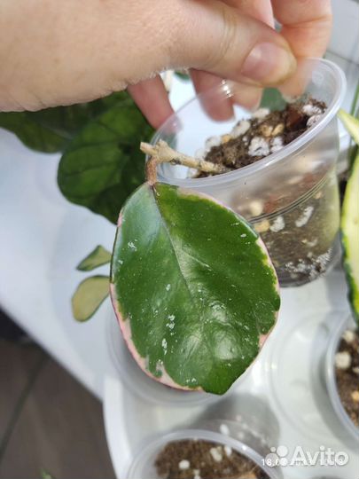 Хойя sp. yellow sapphire from the Philippines