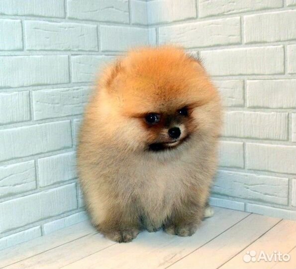 Померанский шпиц,кукольные медвежата с докум. РКФ