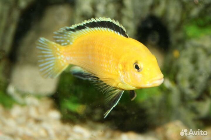 Малавийские цихлиды