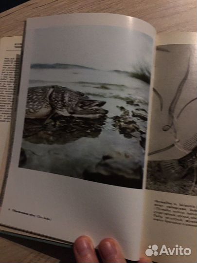 Иллюстрированная энциклопедия рыб