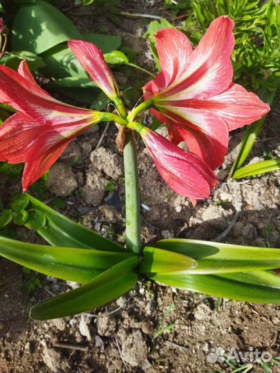 Гиппиаструм,амориллис