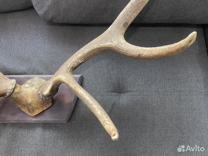 Рога оленя (Марал)