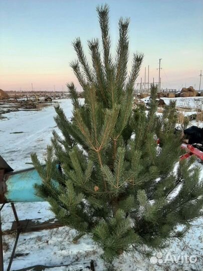 Новогодние елки сосны опт
