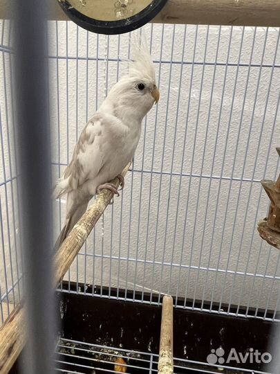 Попугай корелла с клеткой