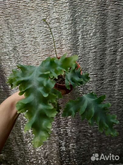 Папоротники Goniophlebium, Nephrolepis, и др