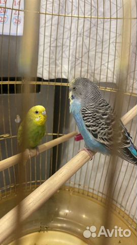 Волнистый попугай мальчик и девочка объявление продам