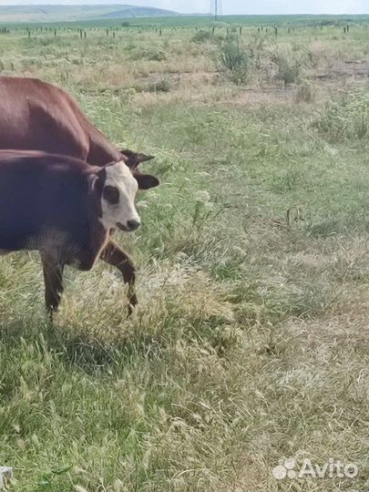 Продаются овцы коровы