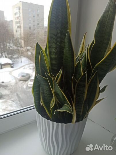 Сансевиерия сортовая