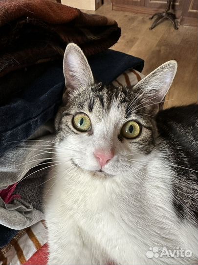 Кошка 8 месяцев