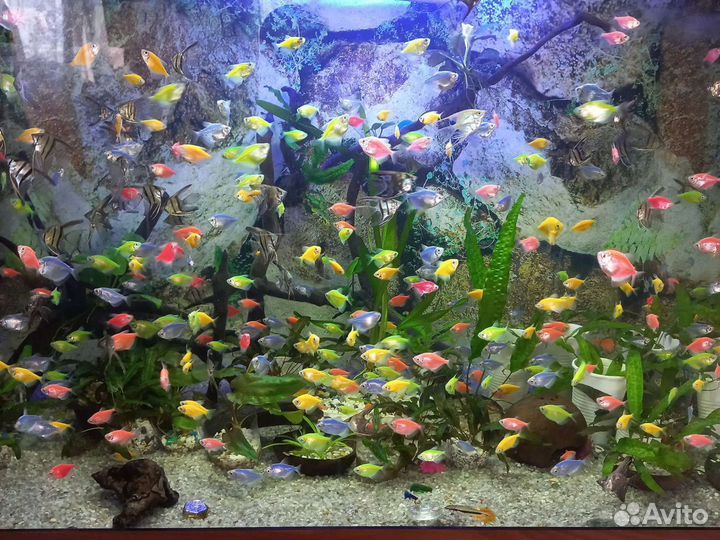 Аквариумные рыбки