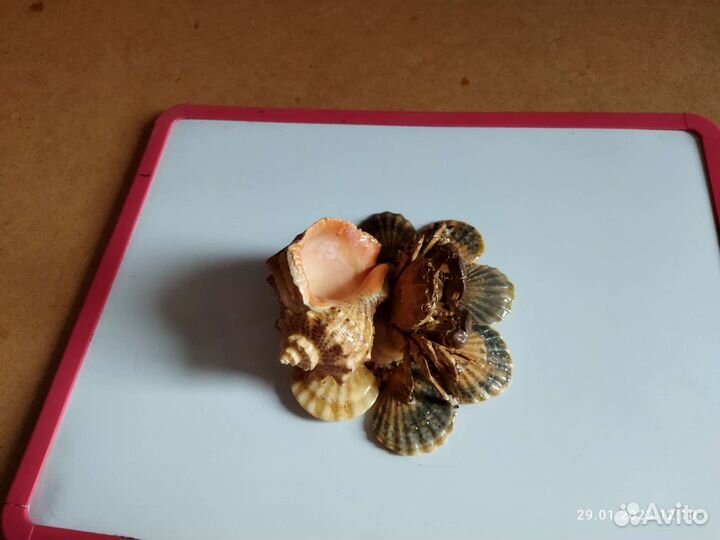 Сувенир с моря краб и ракушка
