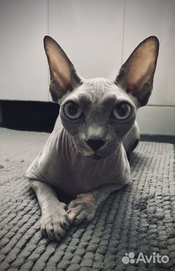 Домашняя передержка кошек, зооняня индивидуально