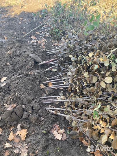 Саженцы яблони 2-3 летки