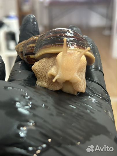 Улитки Ахатины бесплатно