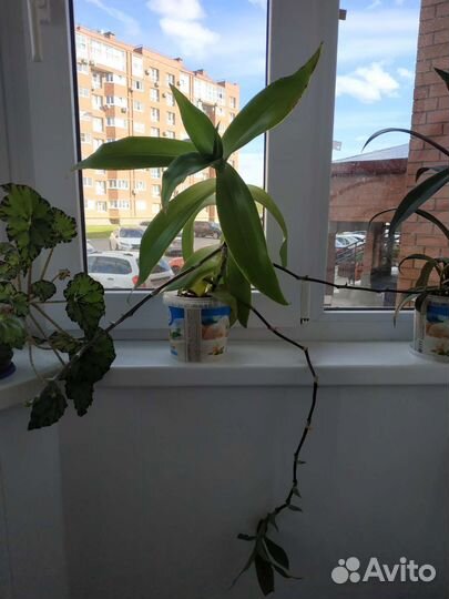 Золотой ус целебный