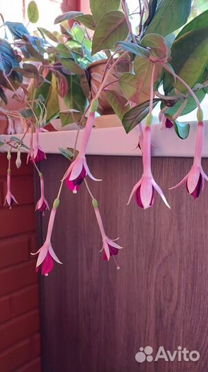 Комнатные цветы