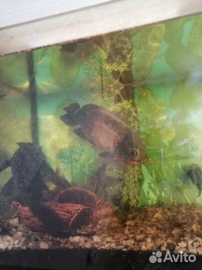 Астронотус, птеригоплихт