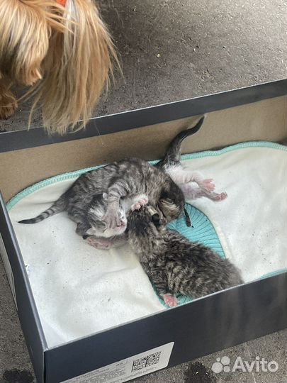 Котята в добрые руки