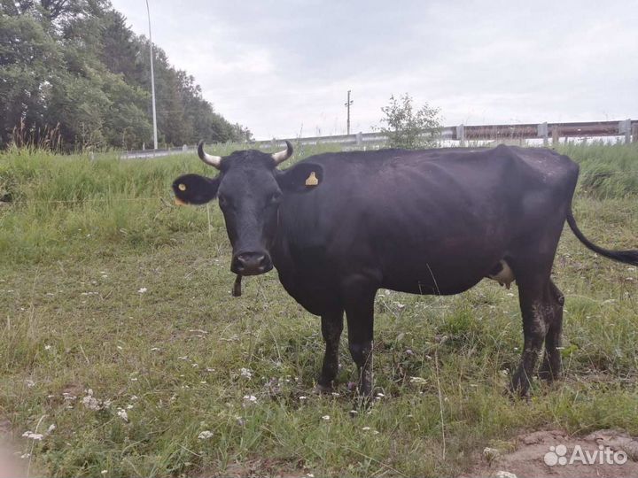 Корова дойная