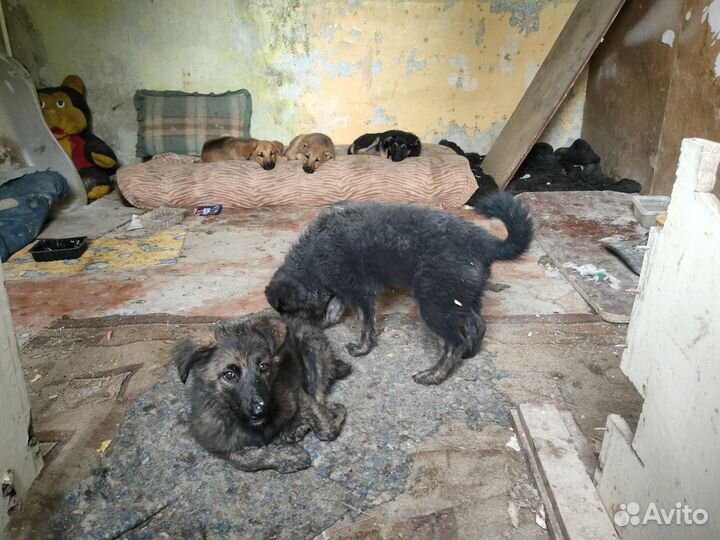 Щенята ищут дом