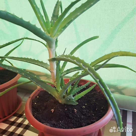 Алоэ столетник, 3 года