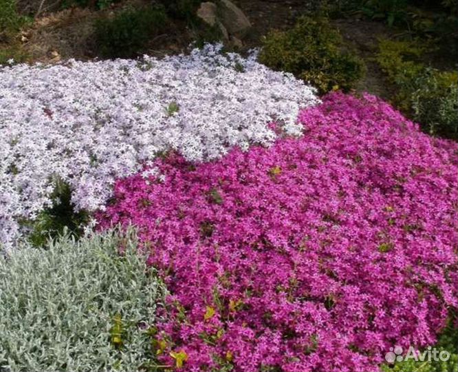 Флокс шиловидный