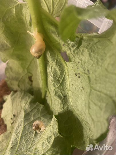 Улитки Ахатины детеныши из яиц бесплатно