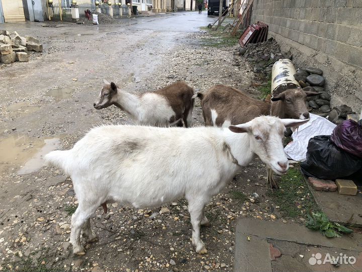 Дойные козы